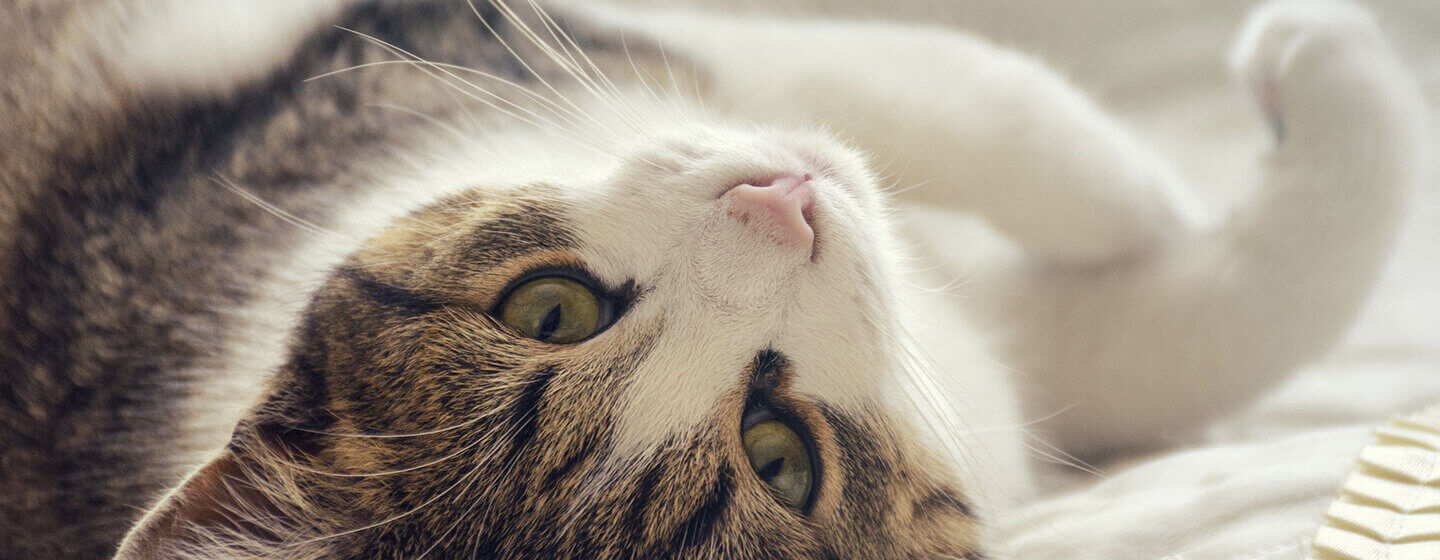 Rollige Katze? Hierauf kommt’s an PURINA